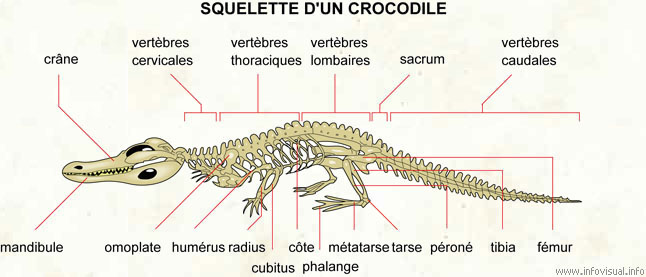 Squelette d'un crocodile (Dictionnaire Visuel)